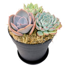 Buy Rosette Succulent Arrangement in 4" Black Plastic Planter with Dish online. A thoughtful plant gift for succulent lovers, offices, shelves, and small spaces.