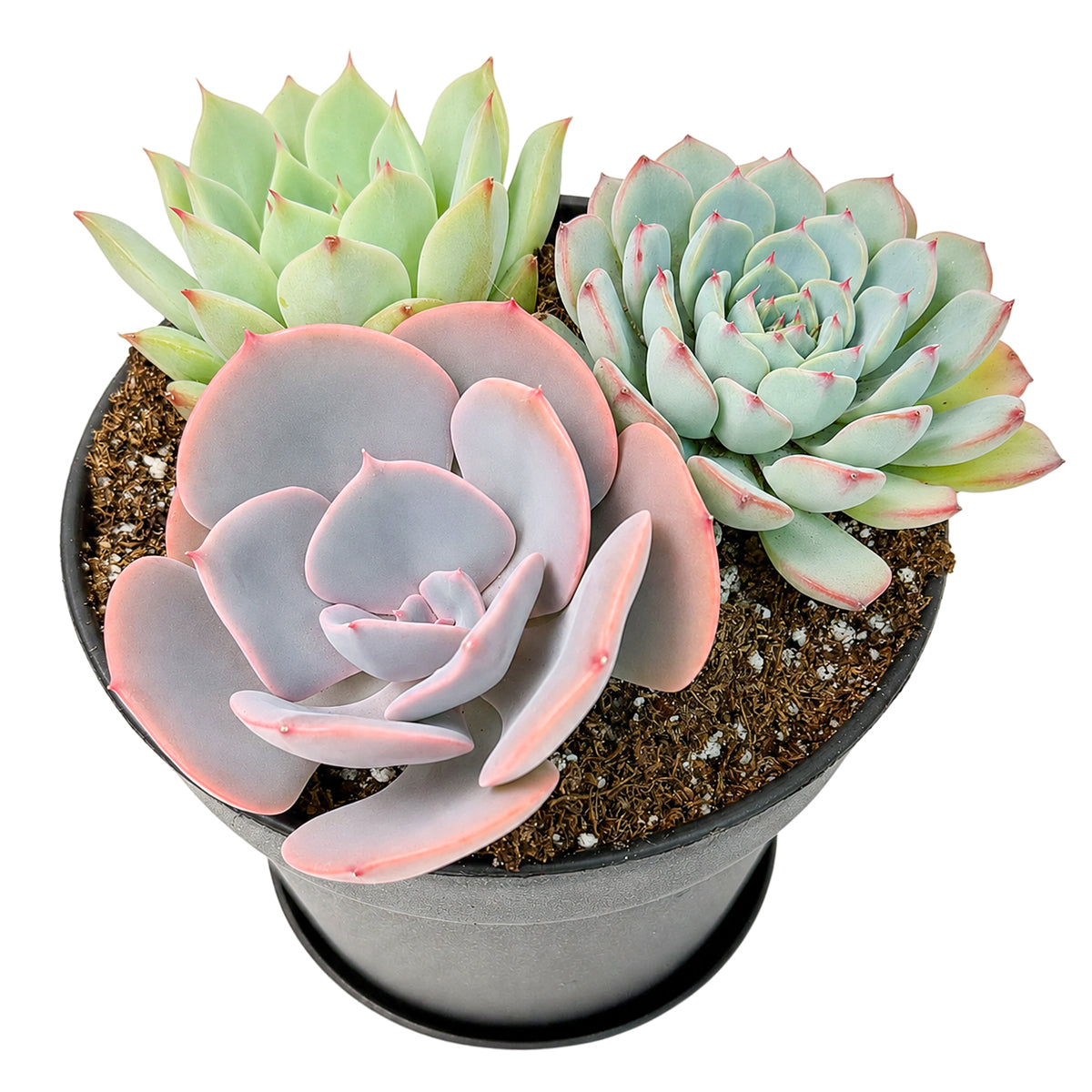 Buy Rosette Succulent Arrangement in 4" Black Plastic Planter with Dish online. A thoughtful plant gift for succulent lovers, offices, shelves, and small spaces.