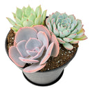 Buy Rosette Succulent Arrangement in 4" Black Plastic Planter with Dish online. A thoughtful plant gift for succulent lovers, offices, shelves, and small spaces.