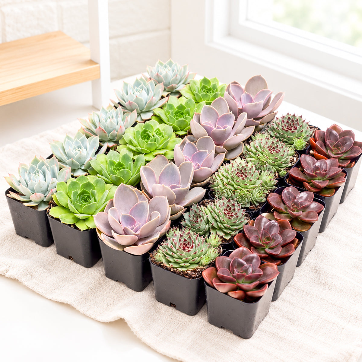 Buy Rosette Succulent Bulk Pack online. A beautiful assortment of live rosette-forming succulents, perfect for events, plant collections, gifts, landscaping, and DIY arrangements.