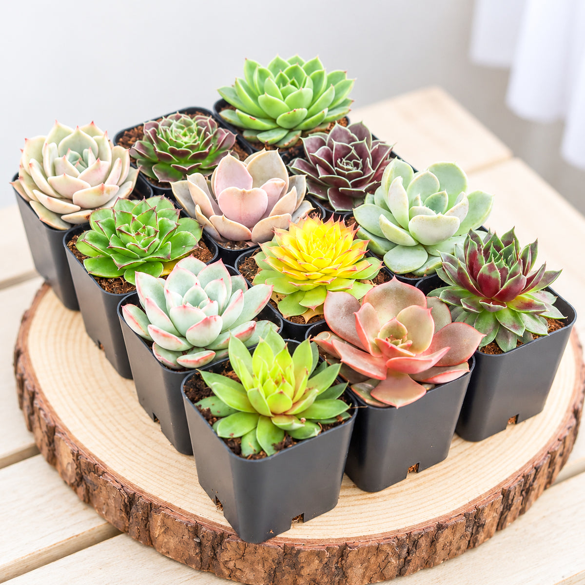 Rosette Succulent Pack for sale. A beautiful assortment of live rosette succulents with compact, colorful foliage, perfect for gifts, events, plant collections, and DIY arrangements.
