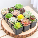 Rosette Succulent Pack for sale, rosette succulent pack for beginners indoor gardening, symmetrical rosette succulents collection for decor, small rosette succulents for apartment living decor, housewarming gift rosette succulents collection
