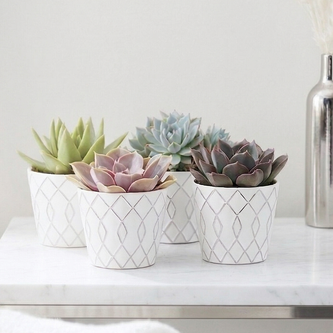 Rosette Succulent Variety Packs for sale, succulent variety pack rosette plants for home styling, rosette succulent gift box variety pack live plants, colorful rosette succulent assortment indoor plant collection