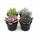 Buy Rosette Succulent Variety Packs online, mixed rosette succulent plants assortment for home decor, easy care rosette succulents variety pack for beginners