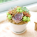 Buy Rosettes &amp; Donkey Tail Succulent Arrangement in 4in White Plastic Pot with Dish online. A unique succulent centerpiece perfect for desks, shelves, and windowsills.