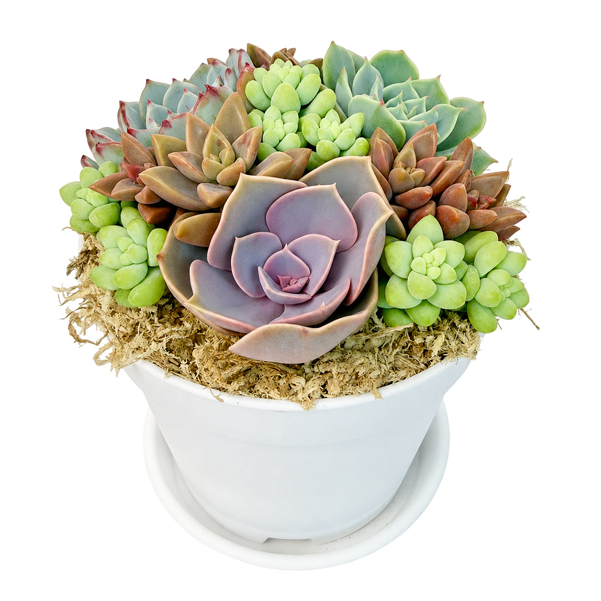 Rosettes &amp; Donkey Tail Succulent Arrangement in 4in White Plastic Pot with Dish for sale. This compact display combines colorful rosettes with cascading donkey tail stems.