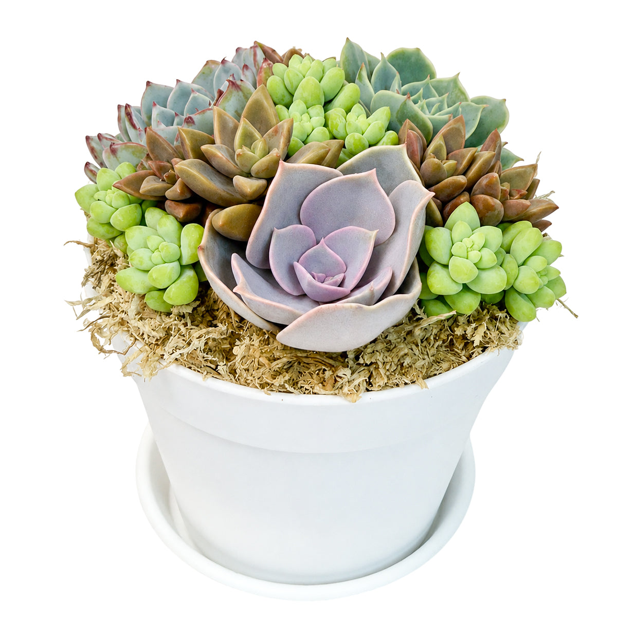 Buy Rosettes &amp; Donkey Tail Succulent Arrangement in 4in White Plastic Pot with Dish online. A unique succulent centerpiece perfect for desks, shelves, and windowsills.