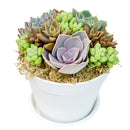 Buy Rosettes &amp; Donkey Tail Succulent Arrangement in 4in White Plastic Pot with Dish online. A unique succulent centerpiece perfect for desks, shelves, and windowsills.