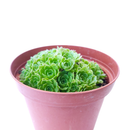 Rosularia Platyphylla Live Succulent Plant, Jade Plant, Jade Sempervivum, Sempervivum Hens and Chicks Succulent, Buy Succulents Online, Succulents Store in California, Types of Succulents, Succulents for Sale, Succulents Gift for Any Occasion, Succulents Home Decor, Succulents Subscription Box for Sale, rare succulents, rare succulents for sale, unique succulents, buy succulents online, rare succulent, succulent shop, unusual succulents, succulent store, succulents online