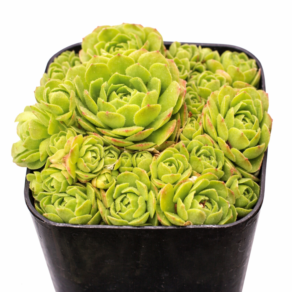 2 inch Turkish Stonecrop, green succulents, indoor succulents, succulent care guide, buy succulents online