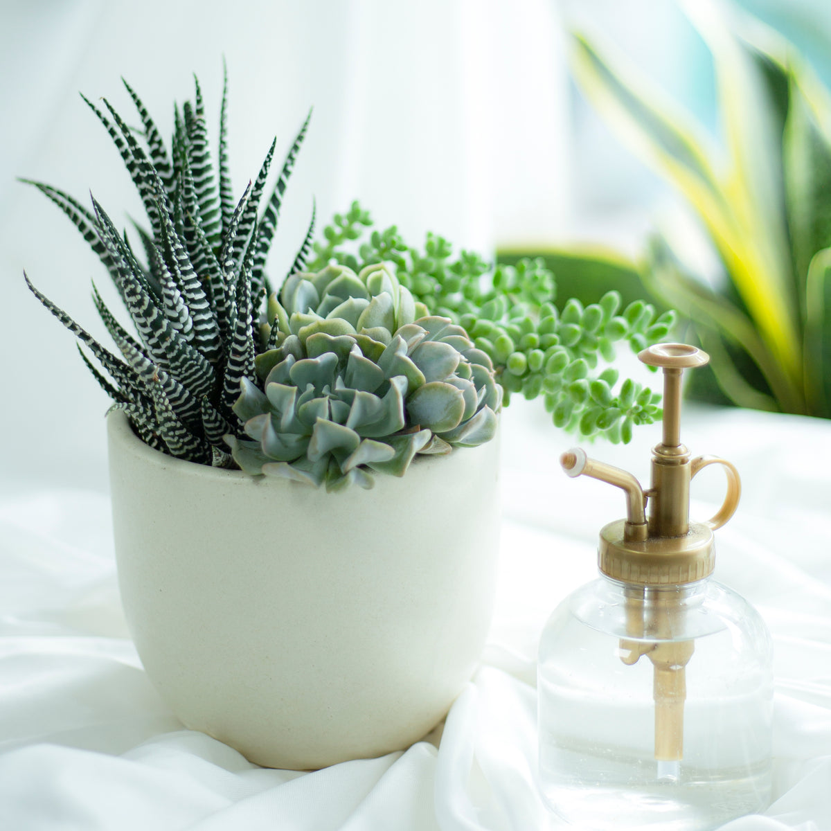 spray bottle for plants, plant mister bottle, 16oz spray bottle, small spray bottle, best plant mister, garden spray bottle