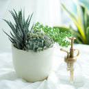 spray bottle for plants, plant mister bottle, 16oz spray bottle, small spray bottle, best plant mister, garden spray bottle