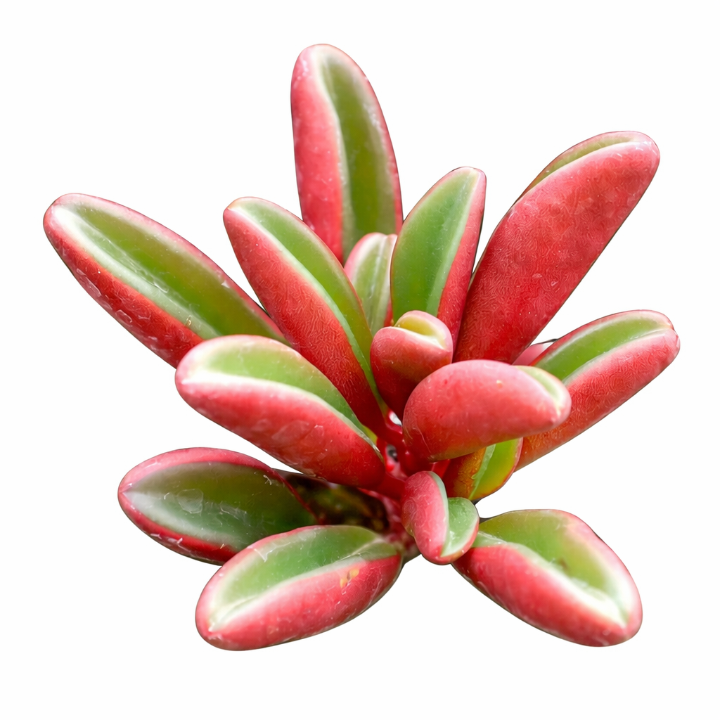 2 inch Ruby Glow, green succulents, indoor succulents, succulent care guide, buy succulents online