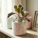 Ficus Elastica Ruby Pink Rubber Tree Delivery, Easy to care houseplant for beginner, Best Feng Shui Plants for your home office, how to care for ficus houseplant
