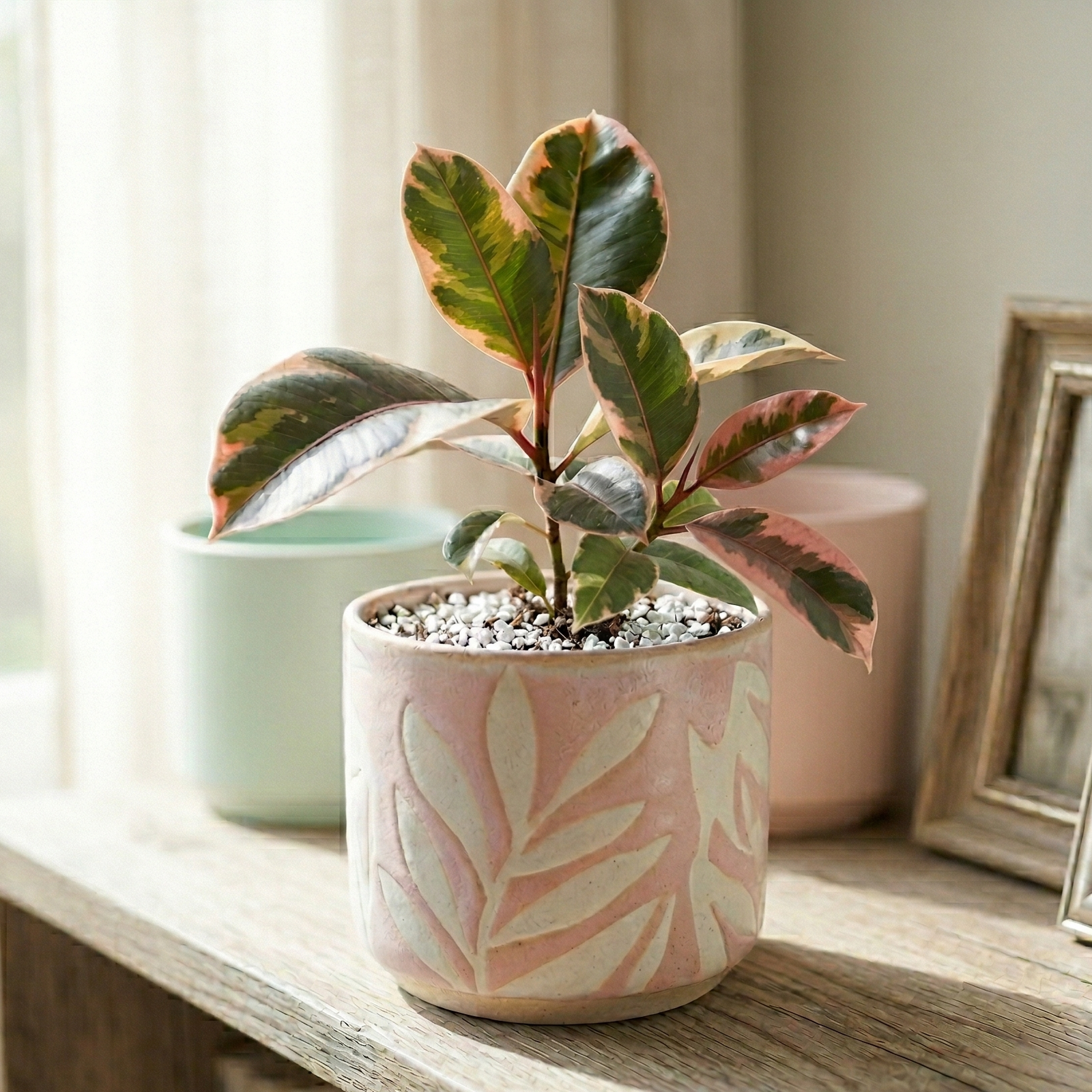 4 inch ficus elastica ruby, pink rubber tree, ficus elastica ruby care, ruby ficus elastica, rubber tree pink, online plant nursery california