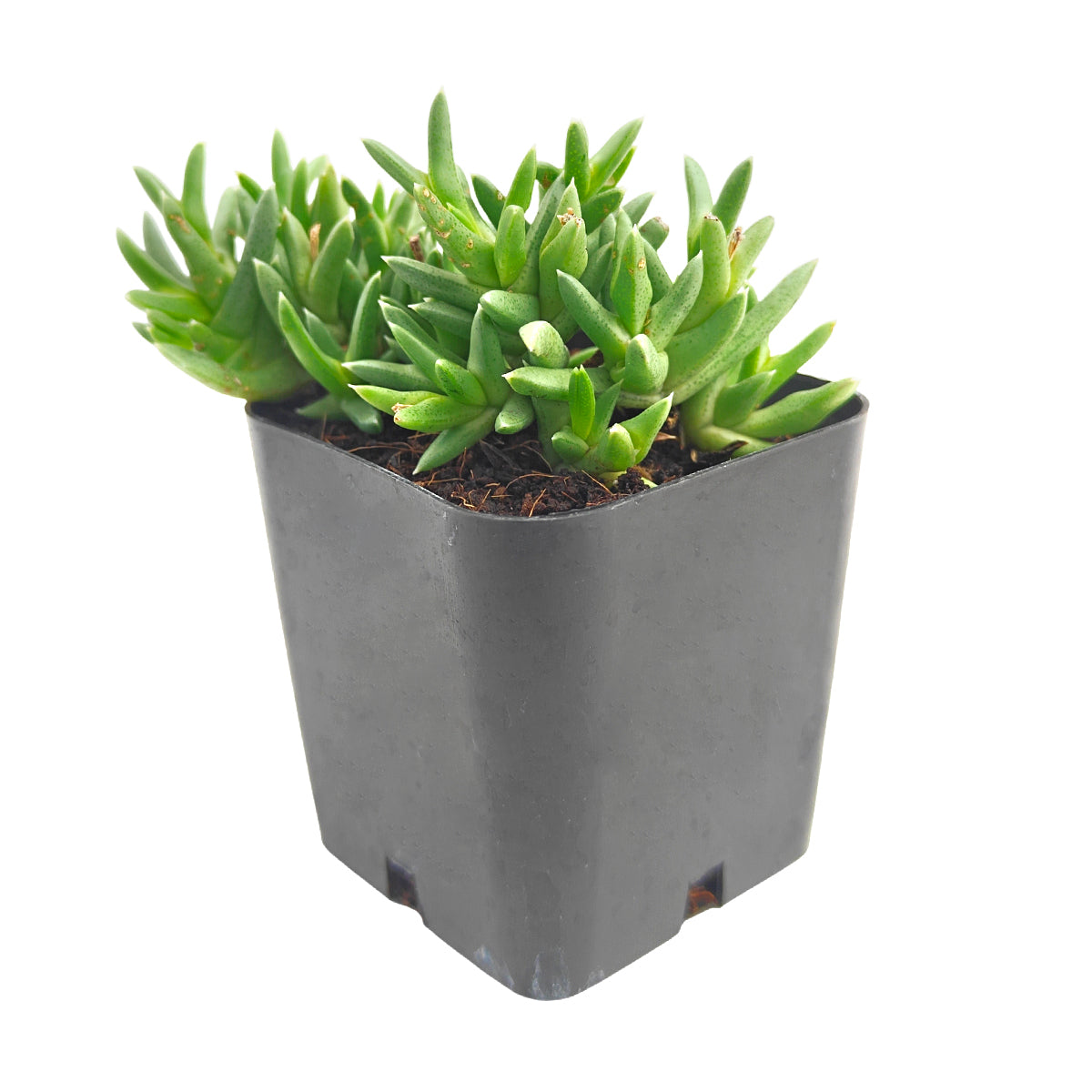 Ruschia pulvinaris - Shrubby Ice Plant in a plastic pot, green succulents, indoor succulents, succulent care guide, buy succulents online
