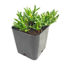 Ruschia pulvinaris - Shrubby Ice Plant in a plastic pot, green succulents, indoor succulents, succulent care guide, buy succulents online