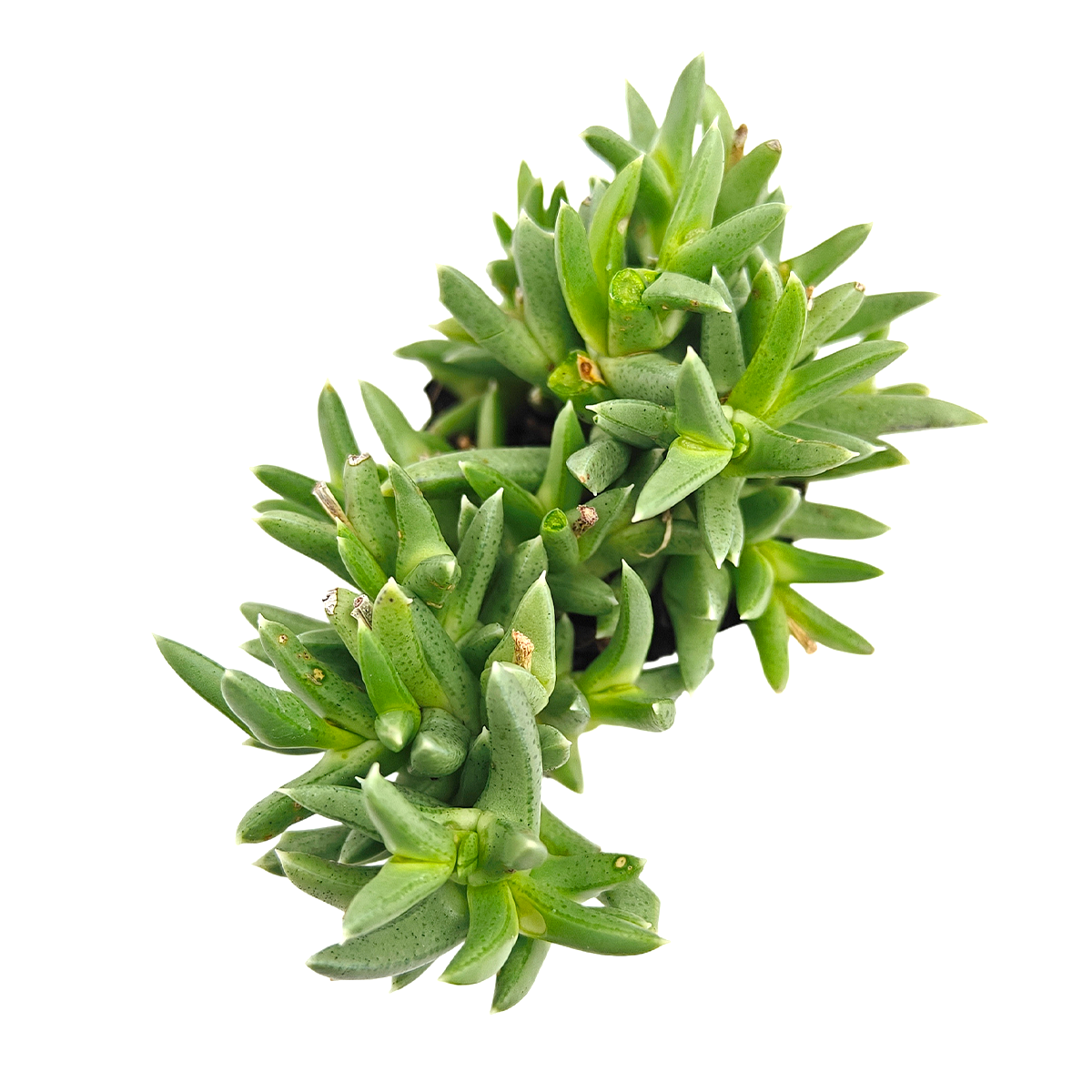 Ruschia pulvinaris - Shrubby Ice Plant in a plastic pot, green succulents, indoor succulents, succulent care guide, buy succulents online