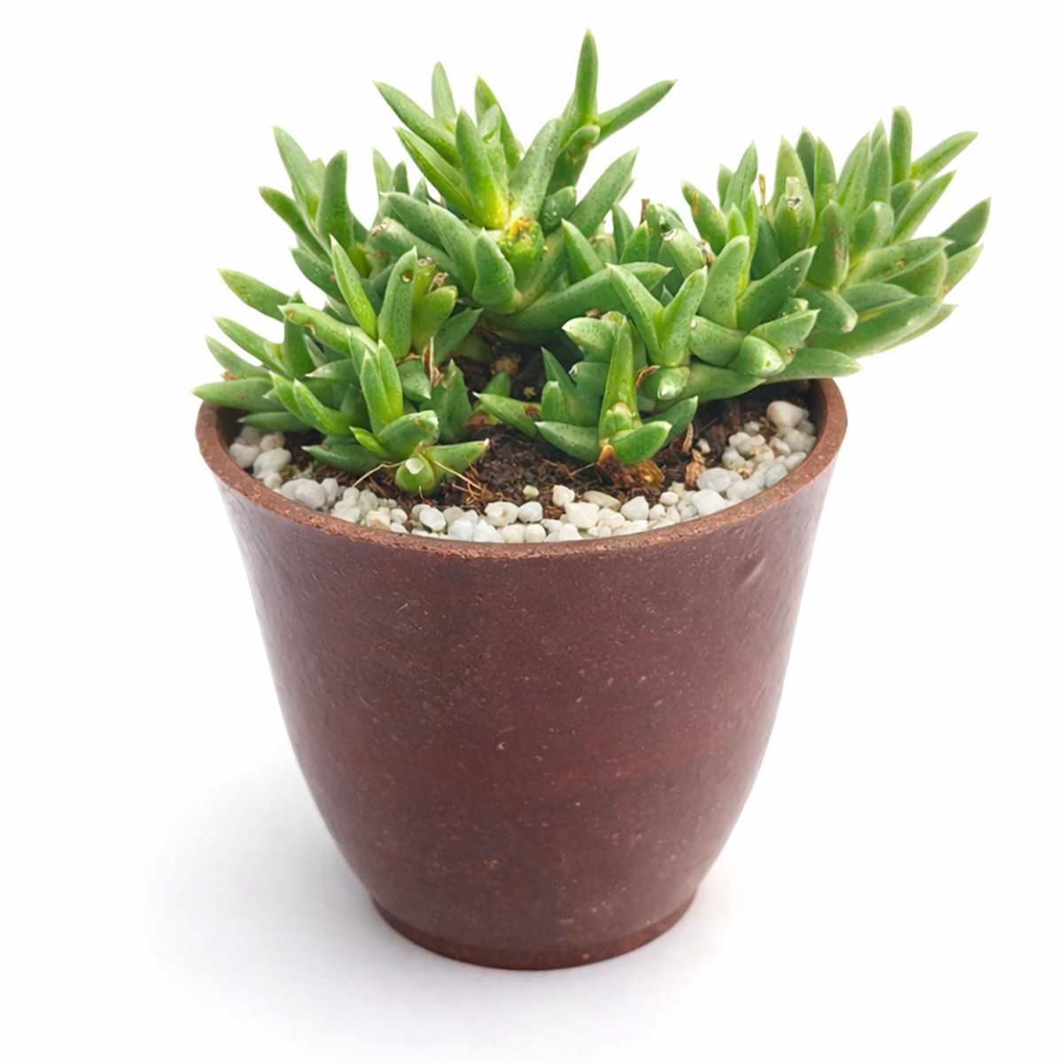 Ruschia pulvinaris - Shrubby Ice Plant, green succulents, indoor succulents, succulent care guide, buy succulents online