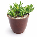 Ruschia pulvinaris - Shrubby Ice Plant in a plastic pot, green succulents, indoor succulents, succulent care guide, buy succulents online