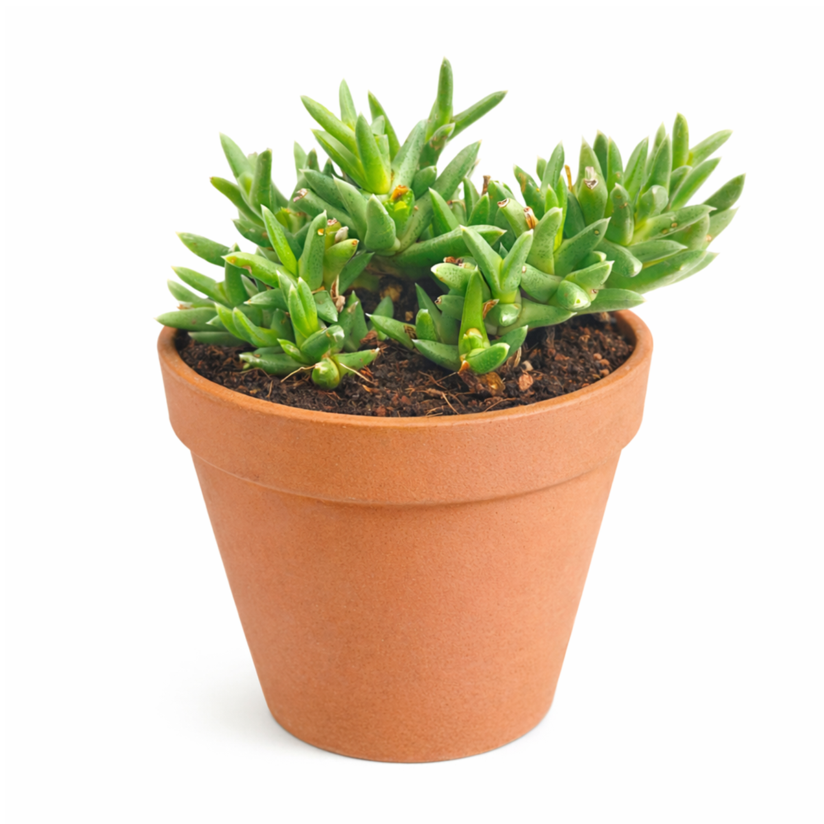 Ruschia pulvinaris - Shrubby Ice Plant in a clay pot, green succulents, indoor succulents, succulent care guide, buy succulents online
