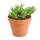 Ruschia pulvinaris - Shrubby Ice Plant in a plastic pot, green succulents, indoor succulents, succulent care guide, buy succulents online