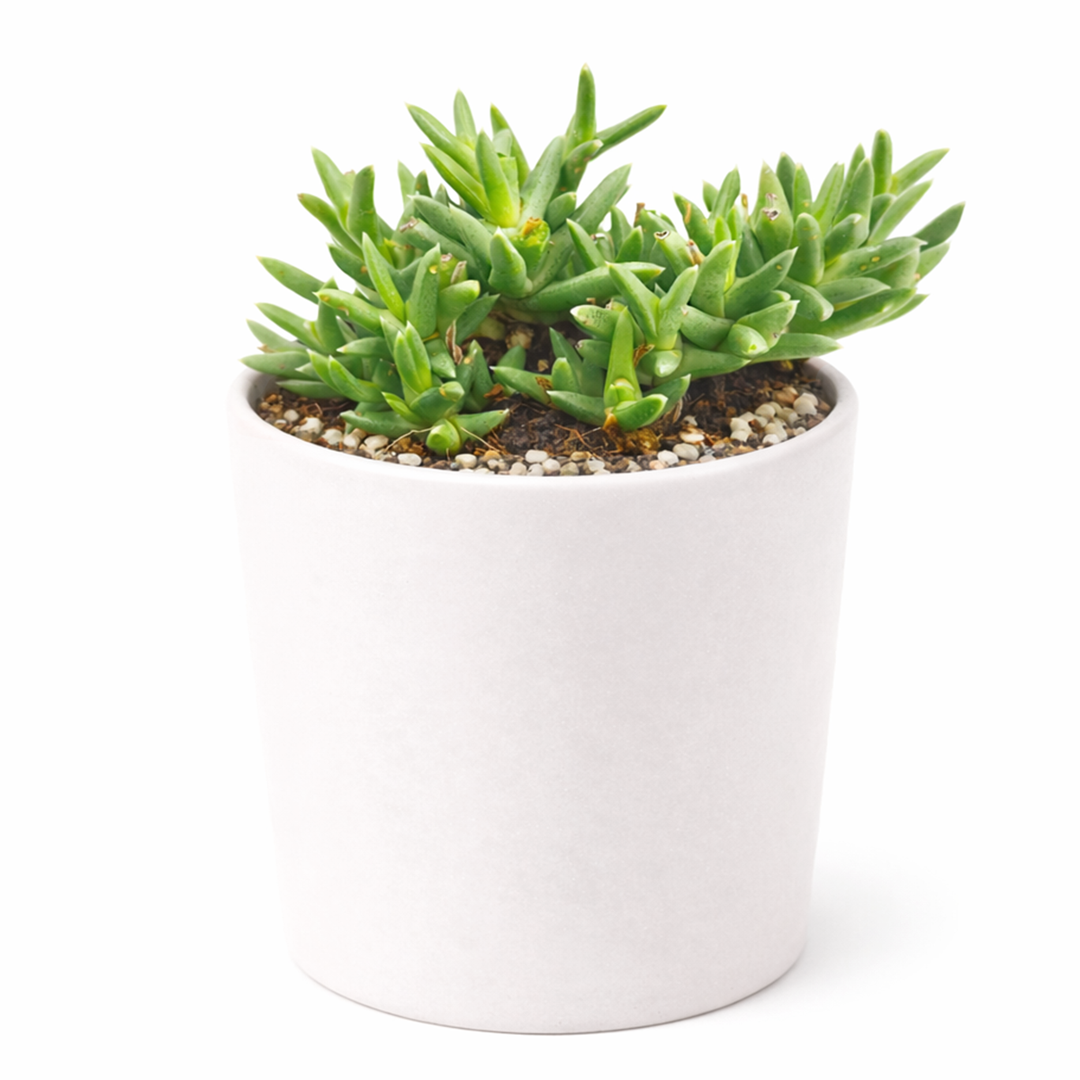 Ruschia pulvinaris - Shrubby Ice Plant in a plastic pot, green succulents, indoor succulents, succulent care guide, buy succulents online