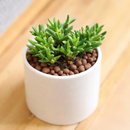 Ruschia pulvinaris - Shrubby Ice Plant in a plastic pot, green succulents, indoor succulents, succulent care guide, buy succulents online