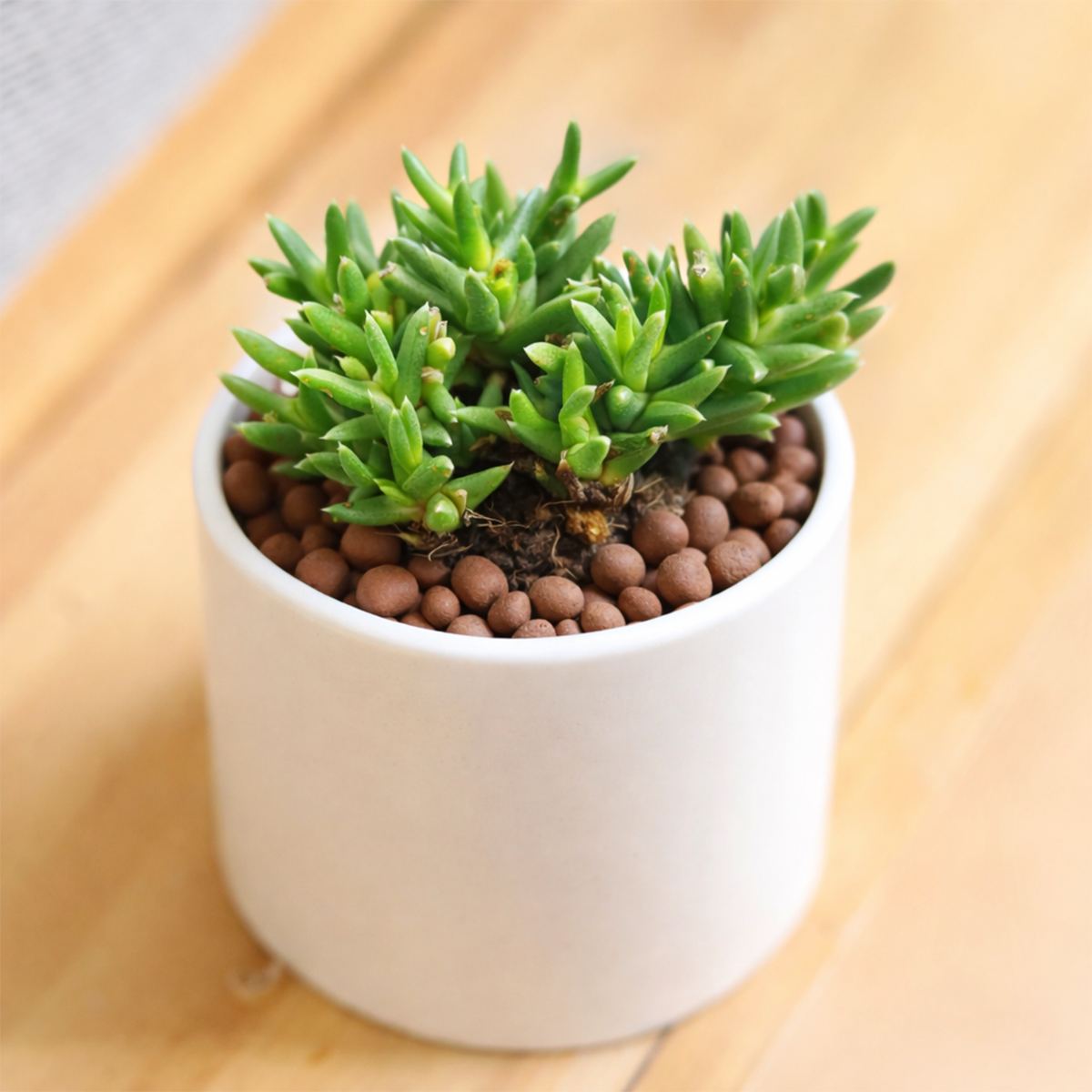 Ruschia pulvinaris - Shrubby Ice Plant