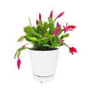 christmas cactus, thanksgiving cactus, how to care for a christmas cactus, thanksgiving cactus care, Christmas Cactus Thanksgiving Cactus for sale