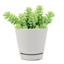 succulents store in CA, indoor succulents, sedum donkey&#39;s tail in California, How to grow sedum donkey&#39;s tail, Indoor Succulents