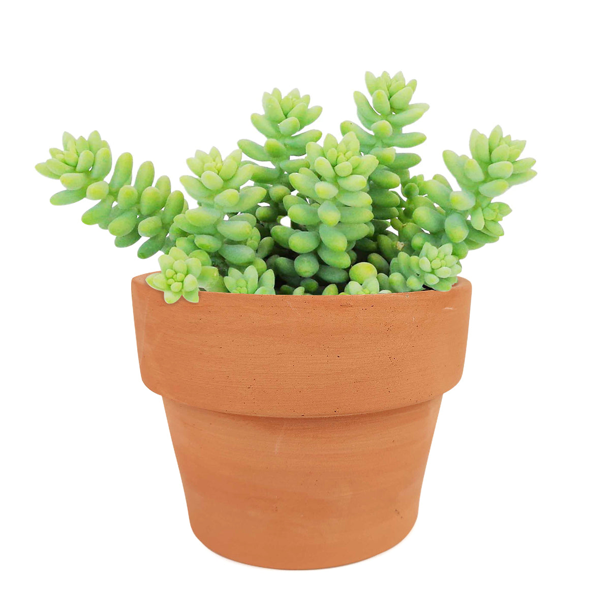 succulents store in CA, indoor succulents, sedum donkey&#39;s tail in California, How to grow sedum donkey&#39;s tail, Indoor Succulents