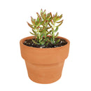 How to care for Sedum Fire Storm Succulent, How to make your succulent pink, How to change succulent color, How to make Sedum Fire Storm turn yellow, Succulent turning pink, How to make succulents change color, How to grow colorful succulents.