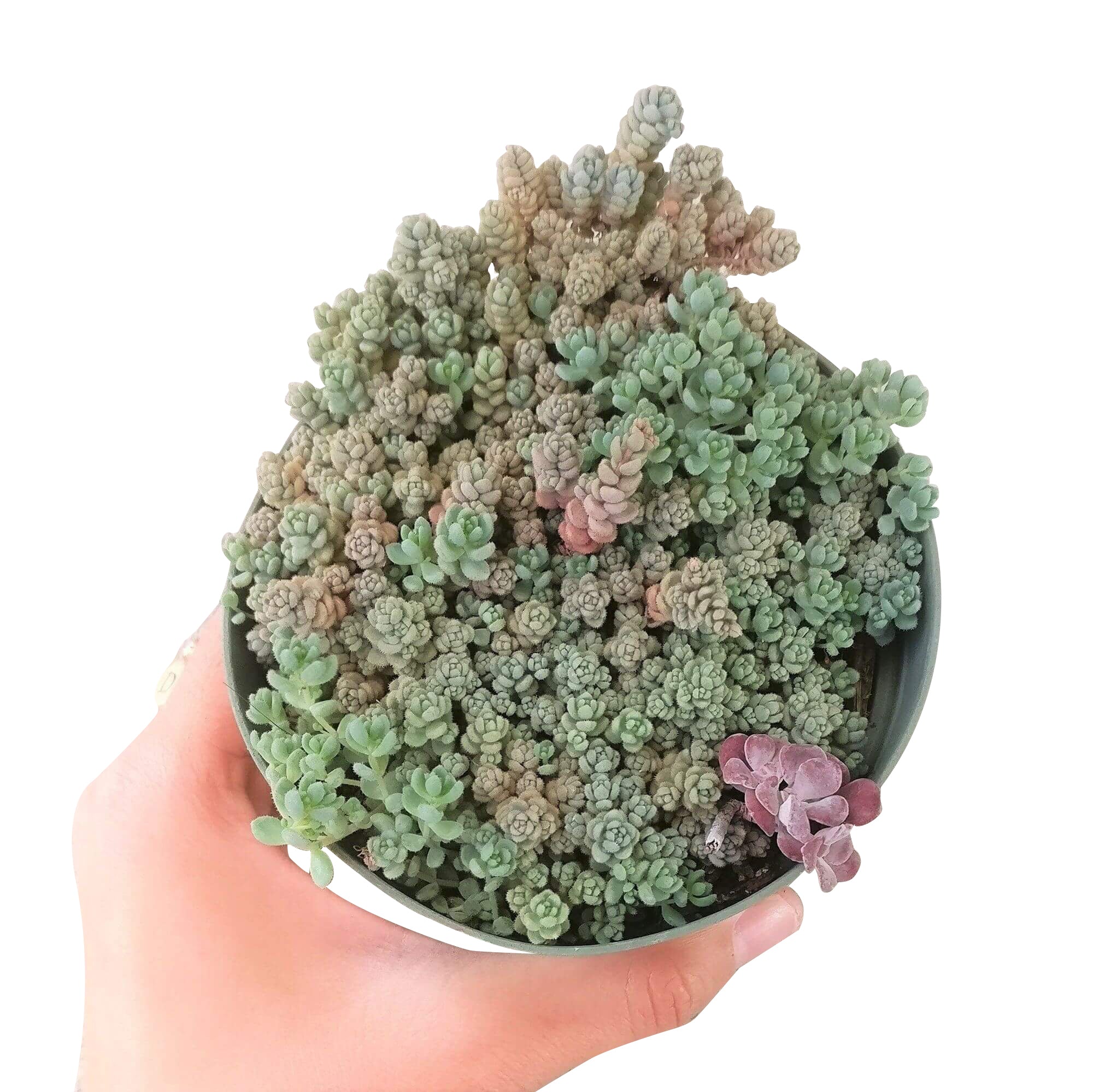 succulent types fuzzy Sedum Fuzzy Wuzzy Sedum Dasyphyllum Succulent | Care Guide