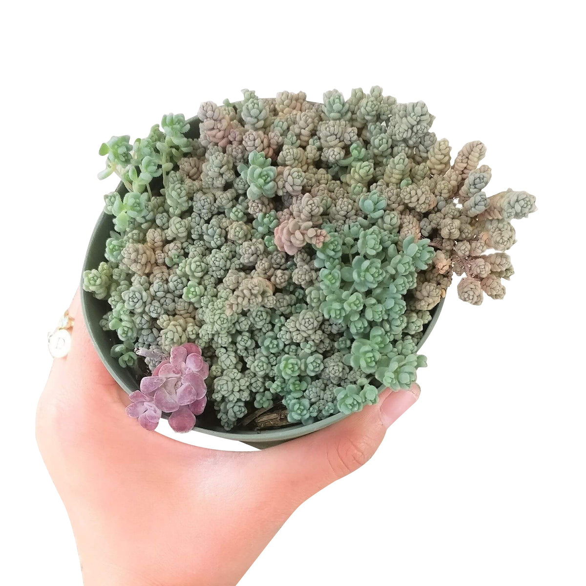 small fuzzy succulent Sedum Fuzzy Wuzzy Sedum Dasyphyllum Succulent | Care Guide