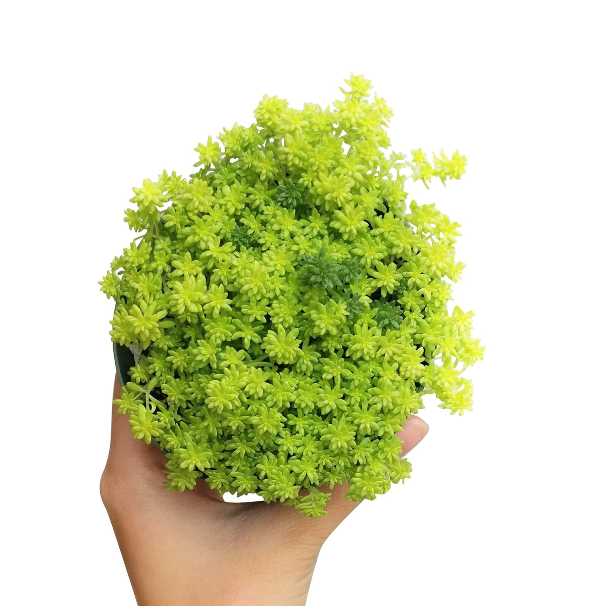 Sedum Golden Moss, succulent plant, Rare succulents, monthly succulents, succulents shop in California, Succulents shop near me, Succulents, how to grow succulents, succulent care guide, Sedum Golden Moss in California, How to grow Sedum Golden Moss, Tokyo Sun Succulent