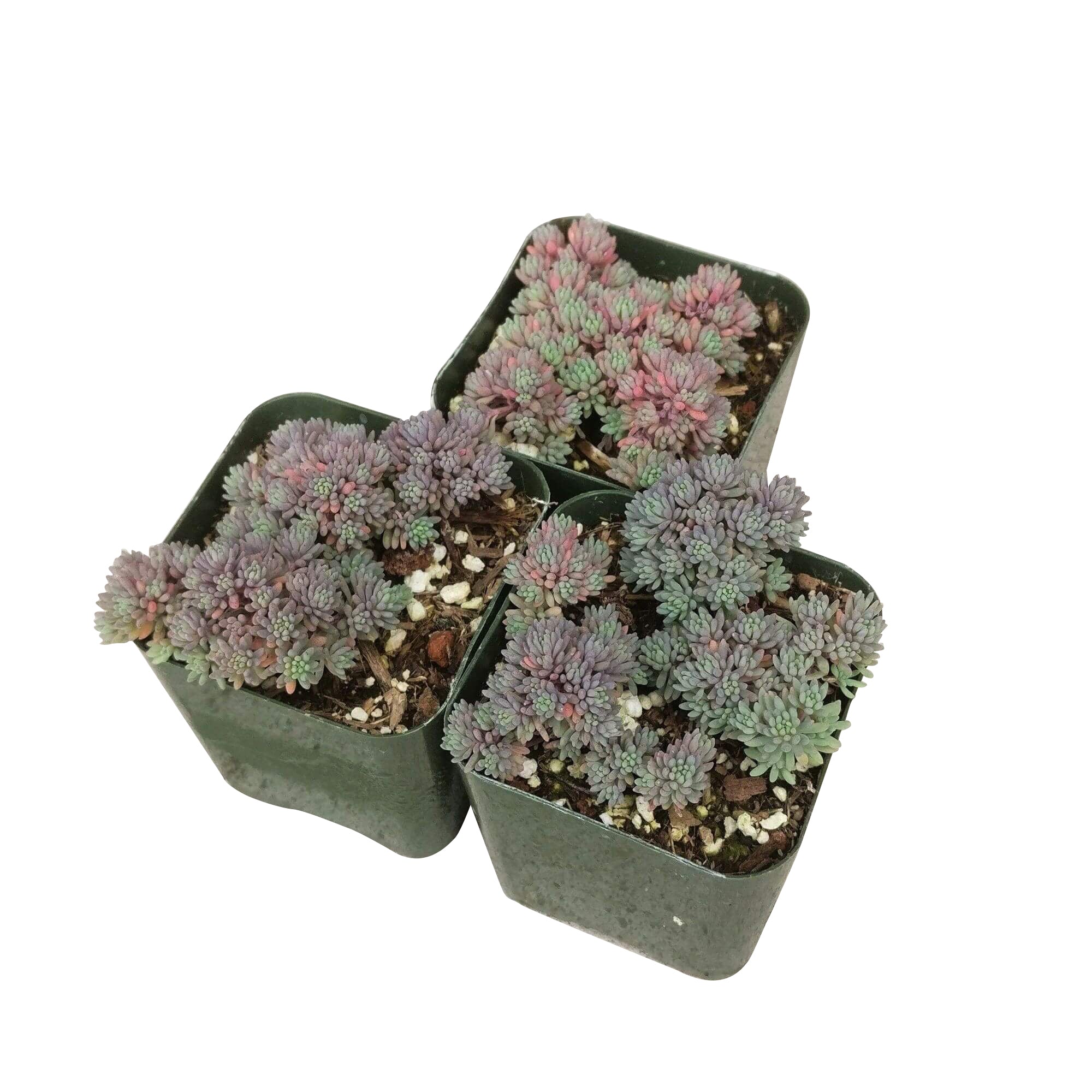 spanish succulents Sedum Hispanicum Blue Carpet Spanish Stonecrop | Care Guide