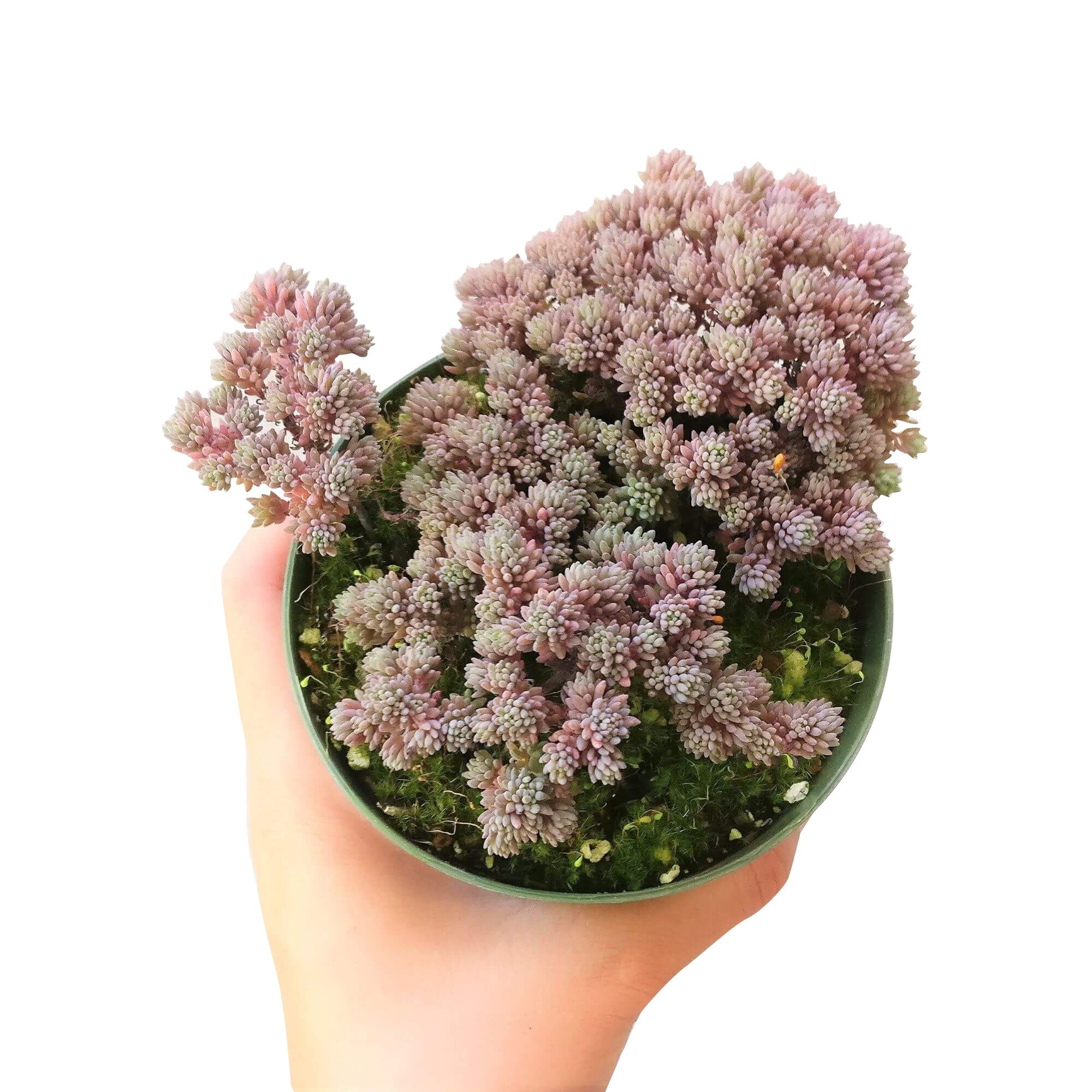 spanish stone succulent Sedum Hispanicum Blue Carpet Spanish Stonecrop | Care Guide