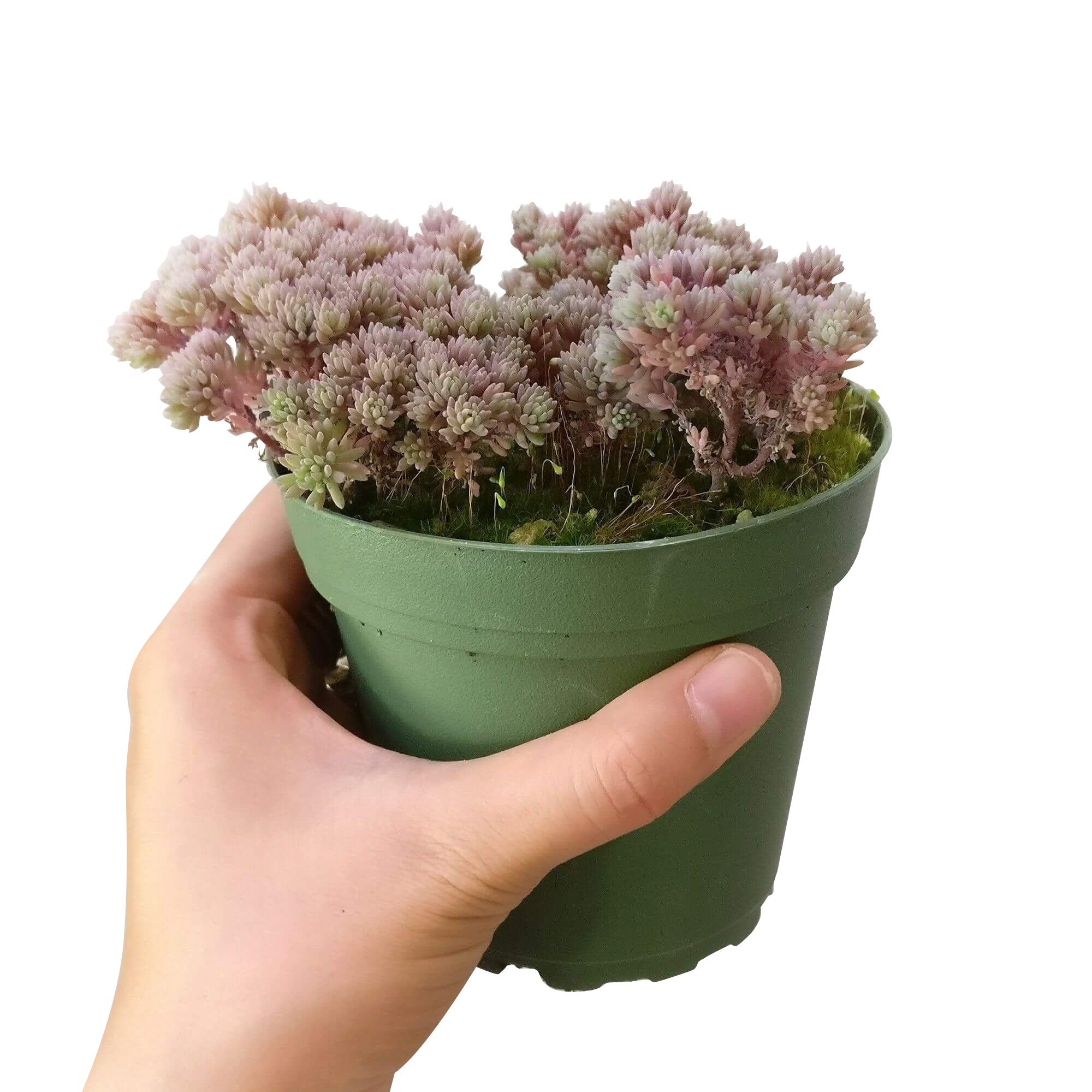 succulents spanish Sedum Hispanicum Blue Carpet Spanish Stonecrop | Care Guide