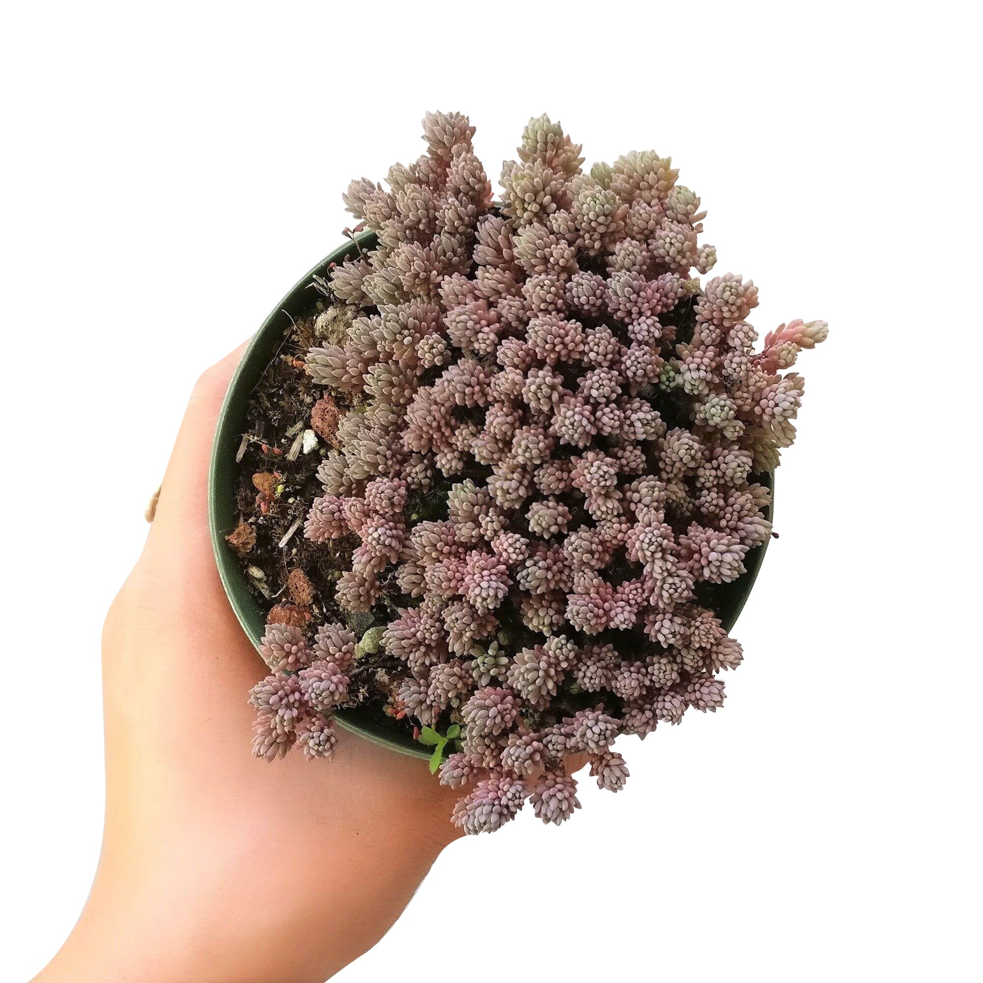 spanish succulents Sedum Hispanicum Blue Carpet Spanish Stonecrop | Care Guide