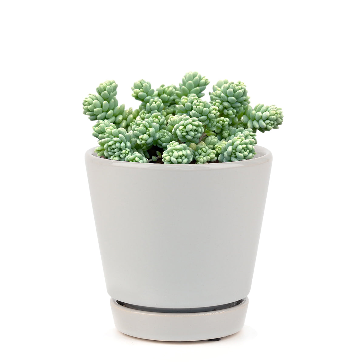 sedum dasyphyllum major, corsican stonecrop, succulent care tips, indoor succulents, succulent care, succulents shop in California, Rare succulents