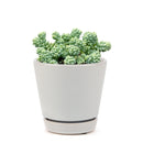 succulent care guide, succulent plant, sedum dasyphyllum major in California, How to grow sedum dasyphyllum major