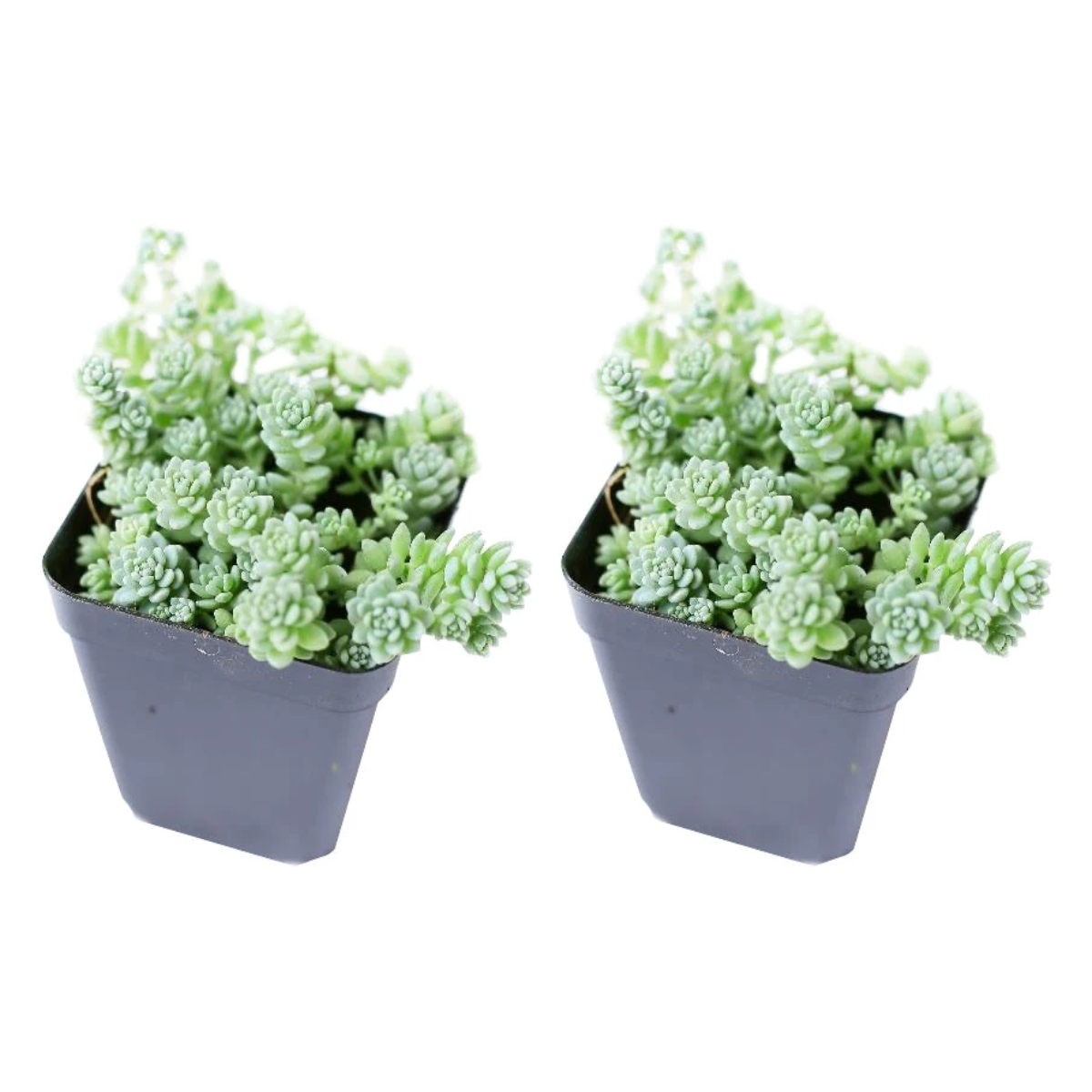Buy Sedum Major 2-pack live plants online. These charming succulents form compact clusters of tiny blue-green leaves with a soft, powdery appearance. Easy to care for, they thrive in bright light, well-draining soil, and minimal watering.