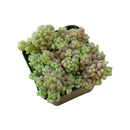 Corsican Stonecrop care, how to grow succulents, succulents shop in California, cactus, Rare succulents, monthly succulents, succulent subscription, succulent care tips, succulents garden, Corsican Stonecrop in California, How to grow Corsican Stonecrop