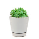 Corsican Stonecrop care, how to grow succulents, succulents shop in California, cactus, Rare succulents, monthly succulents, succulent subscription, succulent care tips, succulents garden, Corsican Stonecrop in California, How to grow Corsican Stonecrop, Sedum Succulents