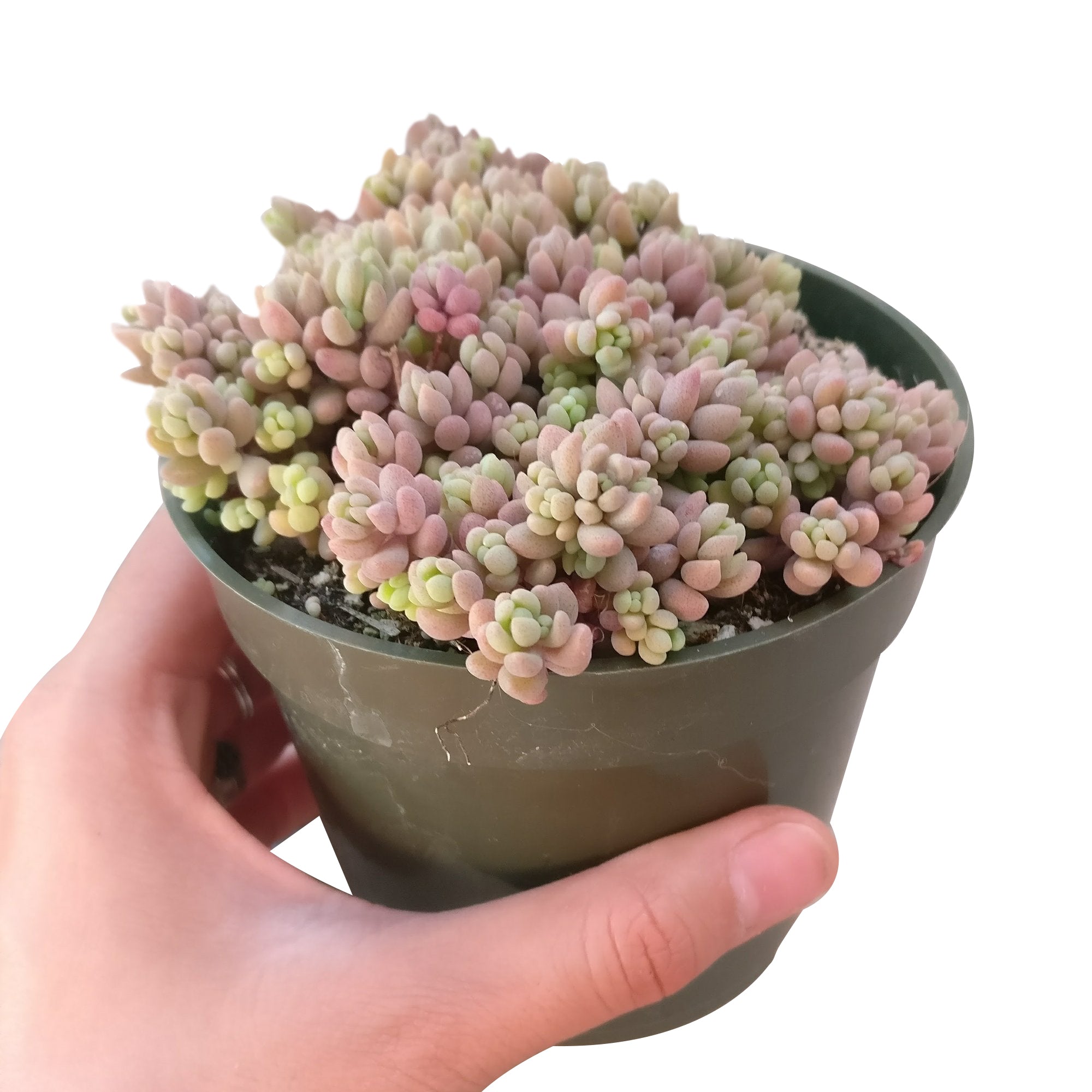 corsican stonecrop succulent Sedum Minor: A Unique and Easy-Care Succulent With A Touch of Elegance 2 inch / Bamboo Pot by Succulents Box