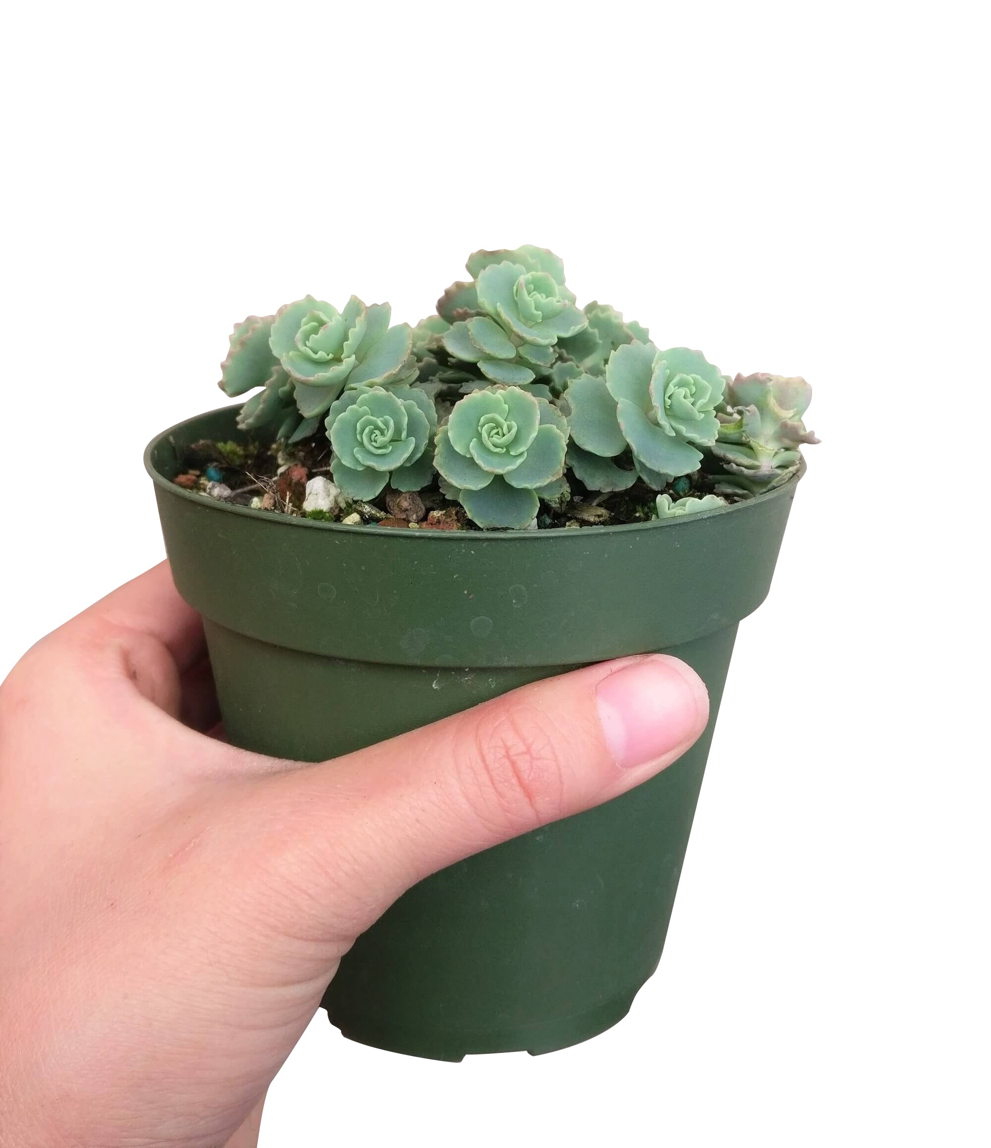 october daphne succulent Sedum Sieboldii October Daphne Succulent | Care Instruction