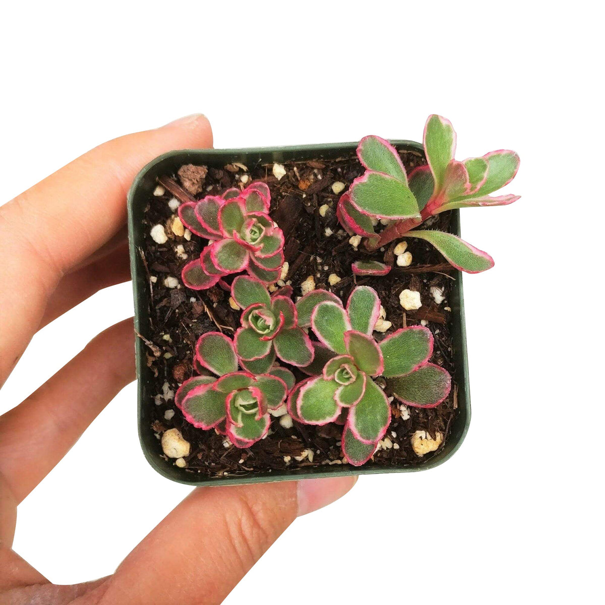phedimus spurius tricolor, two row stonecrop, succulents garden, succulents store in CA, indoor succulents, succulent plant, Succulents, succulents shop in California, succulent subscription, succulent care tips, sedum tricolor in California, How to grow sedum tricolor