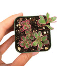 phedimus spurius tricolor, two row stonecrop, succulents garden, succulents store in CA, indoor succulents, succulent plant, Succulents, succulents shop in California, succulent subscription, succulent care tips, sedum tricolor in California, How to grow sedum tricolor