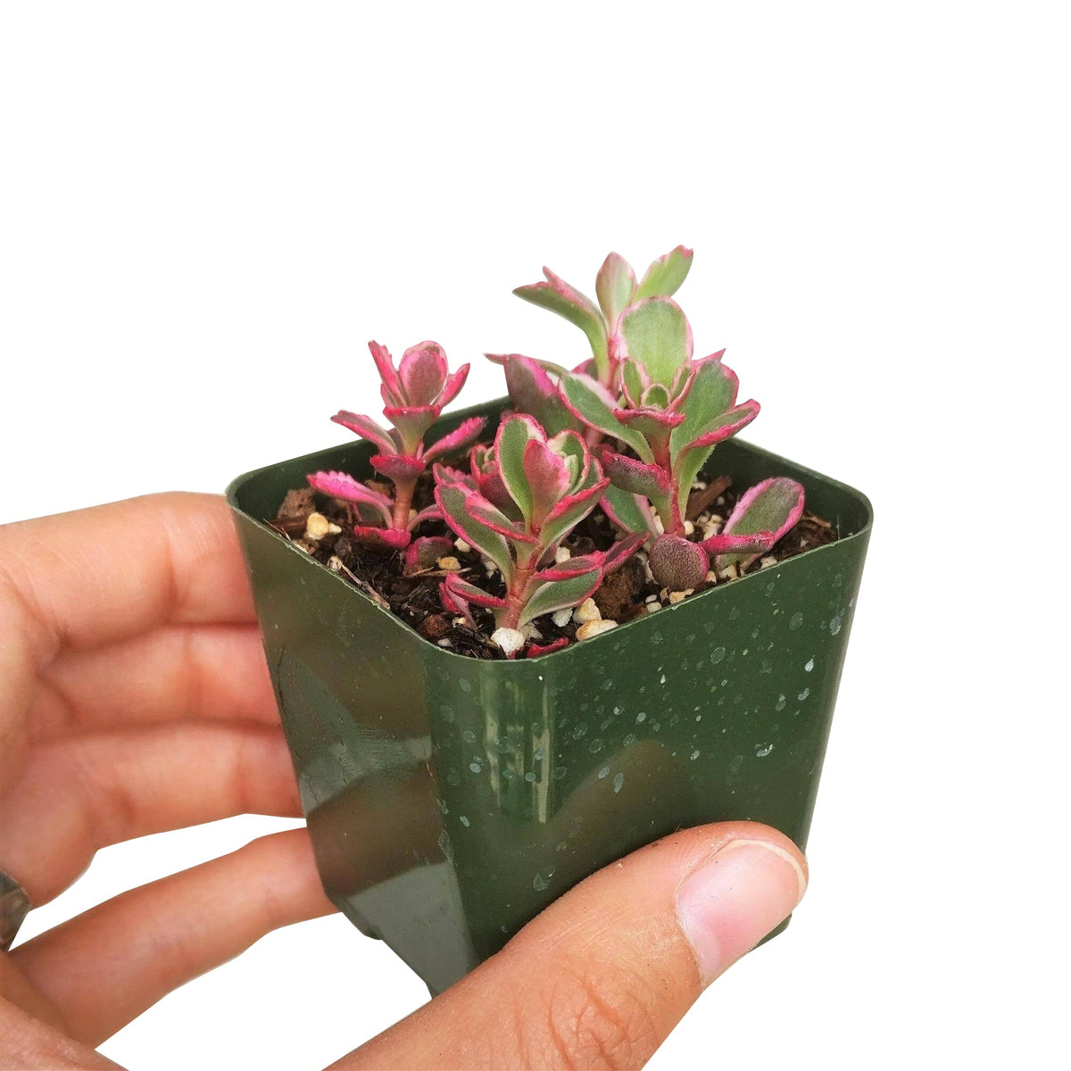phedimus spurius tricolor, two row stonecrop, succulents garden, succulents store in CA, indoor succulents, succulent plant, Succulents, succulents shop in California, succulent subscription, succulent care tips, sedum tricolor in California, How to grow sedum tricolor
